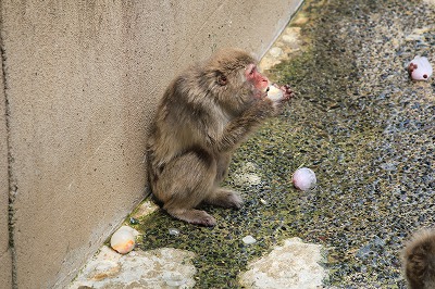 20130725ニホンザル⑪.jpg