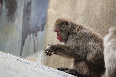 20130725ニホンザル⑫.jpg