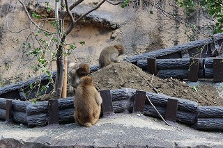 20130918サル山⑧.jpg