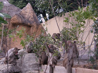 20130920サル山④.jpg