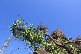 20130920サル山⑫.jpg