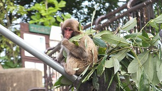 20130920サル山⑭.jpg