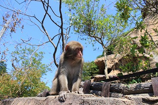 20130922サル山④.jpg