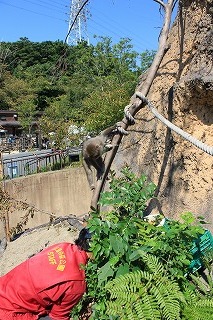 20130922サル山⑤.jpg