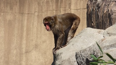 20131027ニホンザル⑮.jpg