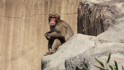 その後のサル山・・・｜動物たちのおはなし｜公園だより｜到津の森公園