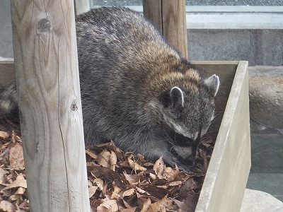 20131105落ち葉Ⅱ⑦.jpg