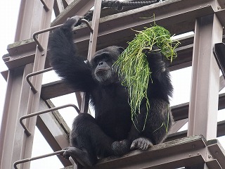 20131111ミカン１０.jpg