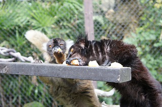 20131111ミカン１６.jpg