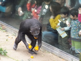 20131111ミカン３.jpg