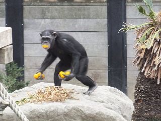 20131111ミカン５.jpg