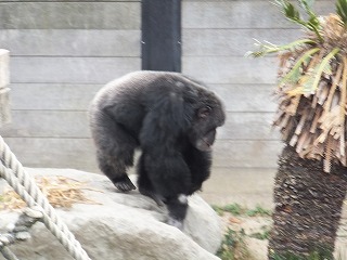 20131111ミカン７.jpg