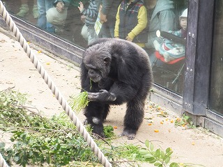 20131111ミカン８.jpg