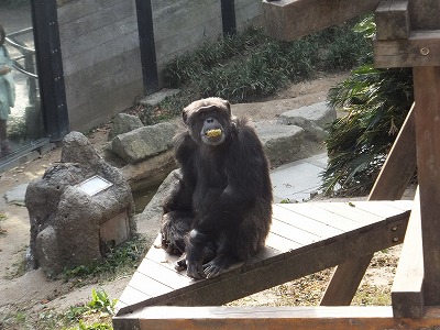 日曜日のお父さん｜動物たちのおはなし｜公園だより｜到津の森公園