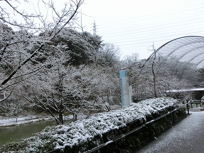 20140209サル１.jpg