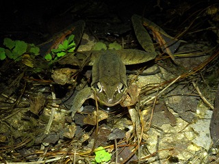 20140211カエル１.jpg