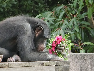 20140218お花２０.jpg