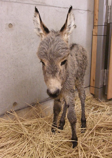 ロバばなしvol 6 ミカン編 動物たちのおはなし 公園だより 到津の森公園