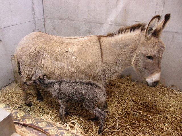 20140405 ロバばなし　Vo.6 ミカン編④.jpg