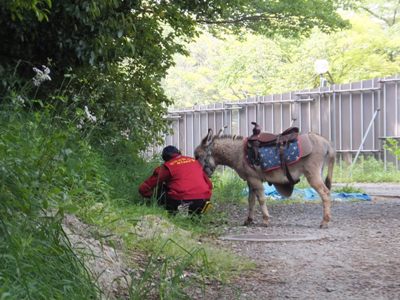 20140514ロバ３.JPG