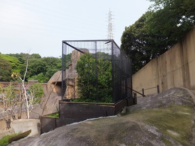 20140610サル４.JPG