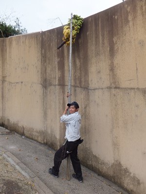 20141019サルバナナ１３.JPG