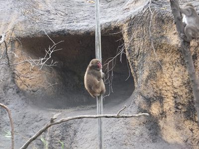 20141019サルバナナ１７.JPG