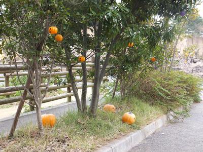 20141031サル１.JPG