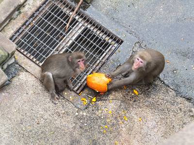 20141031サル２７.JPG