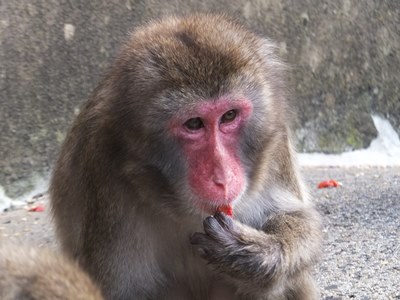 20141107サル１８.JPG