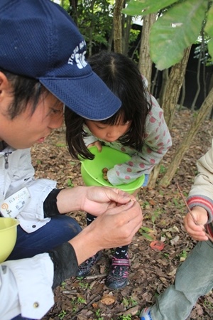 20141116どんぐり５.JPG