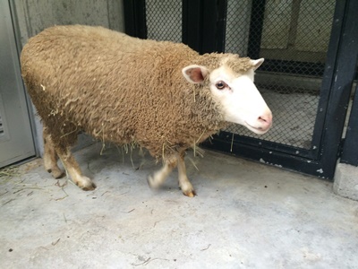 その名はドロップ！～｜動物たちのおはなし｜公園だより｜到津の森公園
