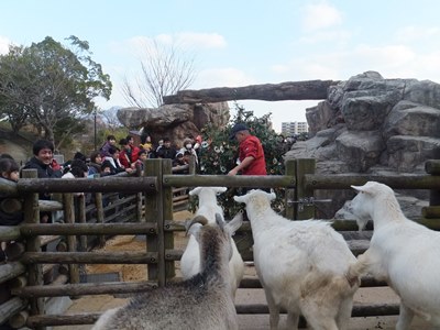 20141225ヤギ４.JPG