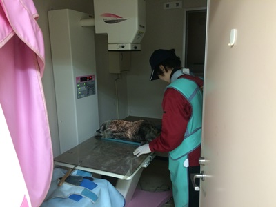 20150306アライグマ３.JPG