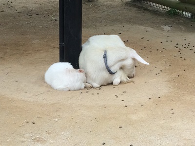 20150703ヤギ２.JPG