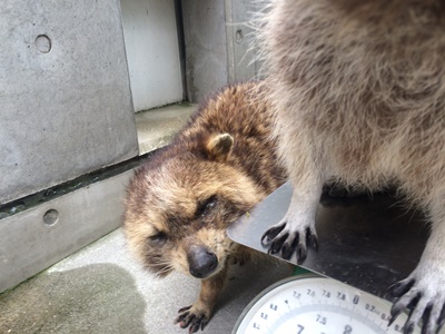 シマが亡くなりました｜動物たちのおはなし｜公園だより｜到津の森公園