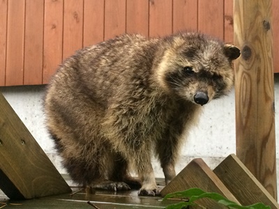 シマが亡くなりました｜動物たちのおはなし｜公園だより｜到津の森公園