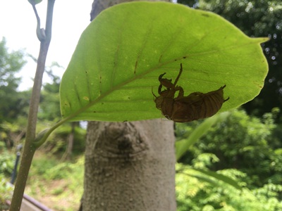 20150712いきもの３.JPG