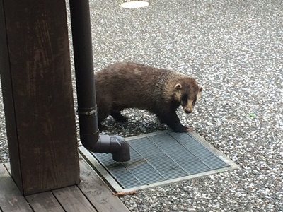 20150712いきもの５.JPG