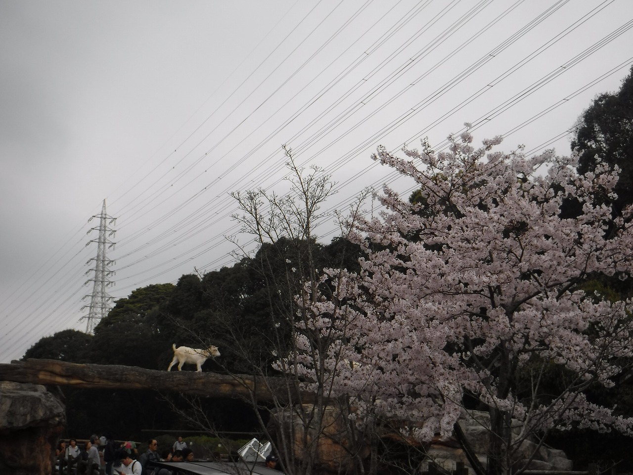 20170409-004はな.jpg