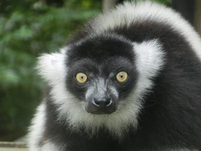 あゆみあるく 飼育員にきいてみようコーナー回答17 4月6 9日投函分 動物たちのおはなし 公園だより 到津の森公園