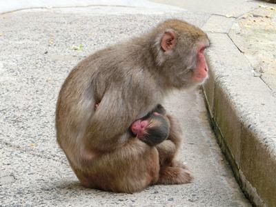 あゆみあるく 飼育員にきいてみようコーナー回答17 4月6 9日投函分 動物たちのおはなし 公園だより 到津の森公園