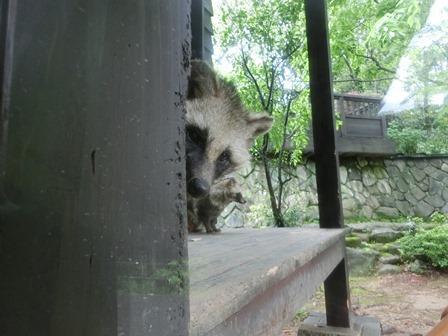 20180429tanukimidori (2).jpg