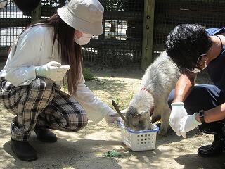 ヤギ飼育体験24.jpg