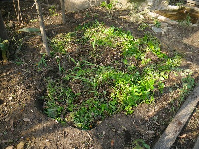 250515植栽 (12).jpg