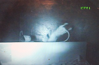 250524kawa (16).jpg
