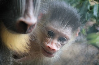 マンドリル待望の やっぱり なのかな 動物たちのおはなし 公園だより 到津の森公園