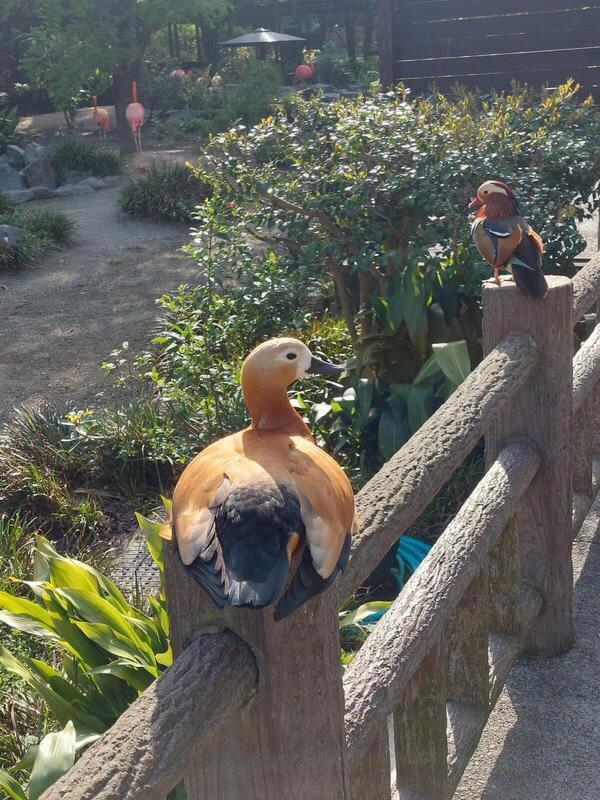 https://www.itozu-zoo.jp/blogs/animal/images/4c19d3c4abdfec09e63b5a2d44f3b404d0af2e32.jpg