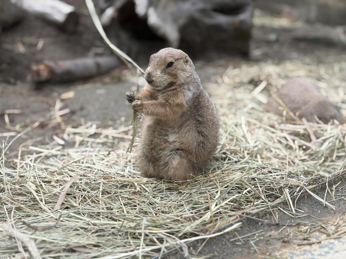 https://www.itozu-zoo.jp/blogs/animal/images/8368dab4a0642ae9f90a8664621350be1261c2b3.jpeg