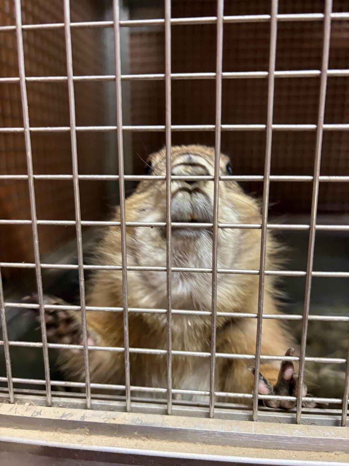 https://www.itozu-zoo.jp/blogs/animal/images/8f914088dac6817149ab27443a3cffca3d481347.jpeg
